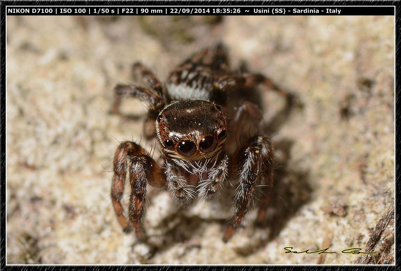 Evarcha sp. - Usini (SS)